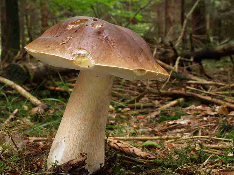  Image name: 00_220 Porcino.jpg 
 width: 800 pixel 
 height: 600 pixel 
 Size: 35044 bytes 
 Click to enlarge 